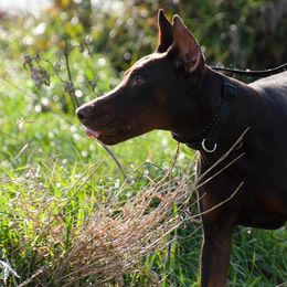 Doberman Pinscher and French Bulldog All Grown Up from The Defender Farm