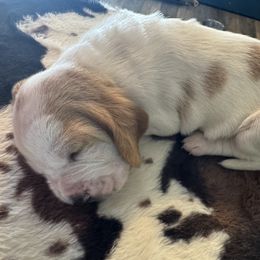 Libby - Lemon and white female Basset Hound puppy in Maryland from Grind Stone Breeding Kennels