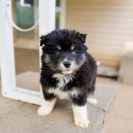 Nectar - Black and white male Pomsky puppy in Cleveland, Ohio from Lake Point Pomskies
