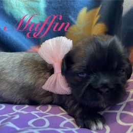 Muffin - Red female Shih Tzu puppy in Hemet, California from Aloha Shih Tzu