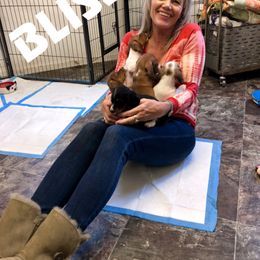 Dachshund Puppies from Mini Me Miniatures