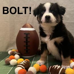 Bolt - Black tri male Miniature American Shepherd puppy in Rochelle, Illinois from Countryside Kennels and Aussies