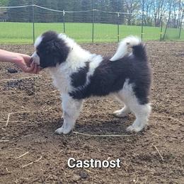Girl 1 - female Tornjak puppy in Oxford, Michigan from Blue Shamrock Tornjak