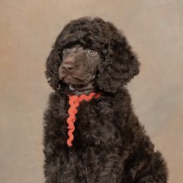 Poodle Puppies from Piccolo's Poodles
