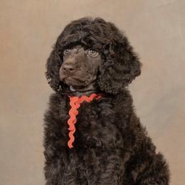 Poodle Puppies from Piccolo's Poodles