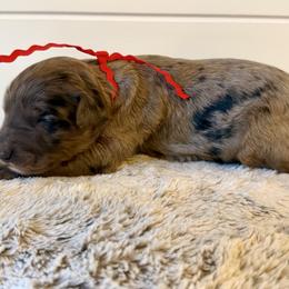 Red Collar Girl - Blue merle female Bernedoodle puppy in San Augustine, Texas from Vintage Doodles