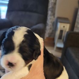 Charlie - Black and white male Cavapoo puppy in Bourbonnais, Illinois from Maggie's Cavapoo Puppies