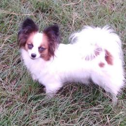 Traveler - Papillon