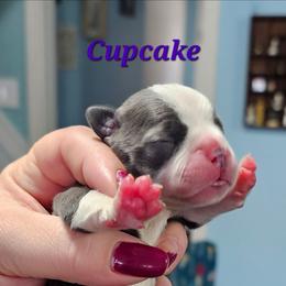 Cupcake - Blue female Boston Terrier puppy in Columbus, Ohio from Bryn's AKC Bostons