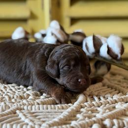 Chili (brown collar) - Red phantom male Aussiedoodle puppy in Mouth Of Wilson, Virginia from HoneyBunn Doodle Co.