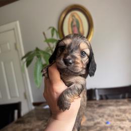 Curly - Cream male Dachshund puppy in Yuba City, California from Mulberry Dachshunds