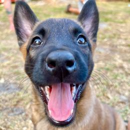 Belgian Malinois from Full Impact Breeding
