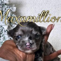 Maximillion - Blue and gold male Yorkshire Terrier puppy in Jacksonville, Florida from Ja'Dor Yorkies