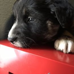 Australian Shepherd Puppies from The Joyful Australian Shepherd