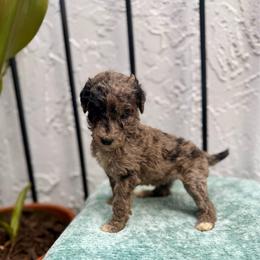 Marina - Merle female Goldendoodle puppy in Atlantic Beach, Florida from Glamorous Golden Doodles
