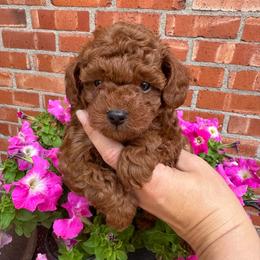 Rhodi - Red  male Poodle puppy in Houston, Texas from Texas Toy Poodles