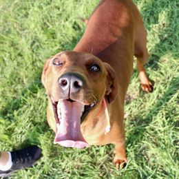 Pearl - Redbone Coonhound