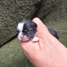Girl 1 - Black and white female Shih Tzu puppy in Mountain Grove, Missouri from Precious Puppies