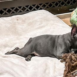 French Bulldogs from Frenchie Falls, LLC