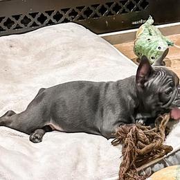 French Bulldogs from Frenchie Falls, LLC