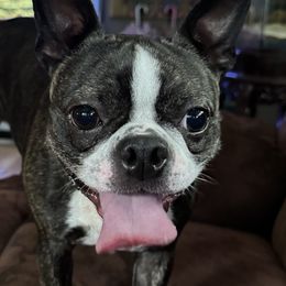 Boston Terriers from Itty Bitty Boston & Chi Co