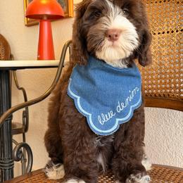 ANTHEM - Chocolate male Australian Labradoodle puppy in Valley Springs, California from Blue Denim Doodles