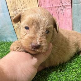 Foxx - Wheaten male Miniature Schnauzer puppy in Lufkin, Texas from C&K’s Schnauzer House