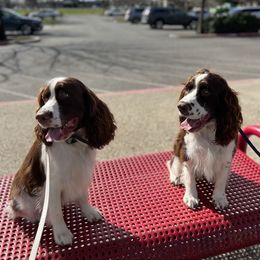 English Springer Spaniel Puppies from Murphy Farms and Springers