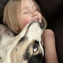 Australian Shepherd, Bernedoodle, and Miniature Australian Shepherd All Grown Up from True Heart Aussies