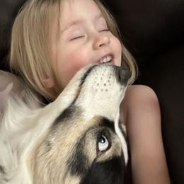 Australian Shepherd, Bernedoodle, and Miniature Australian Shepherd All Grown Up from True Heart Aussies