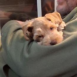 Pablo - Wheaten male Miniature Schnauzer puppy in Clemmons, North Carolina from Schnauzer Snobs