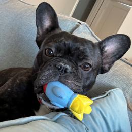 Coco - French Bulldog