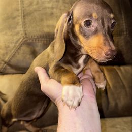Tippee - Chocolate and tan female Dachshund puppy in Roanoke, Alabama from Windsor Frenchie & Dachshunds