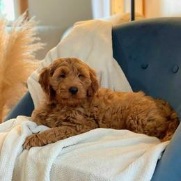 Boy 2 - Goldendoodle puppy in Sugarcreek, Ohio from True Hearted Doodles
