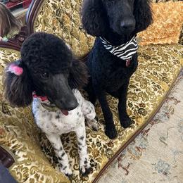 Dolly - Poodle