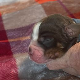 Hollywood - Liver white and tan English Springer Spaniel puppy in Worthington, Indiana from Fidelis Springer Spaniels