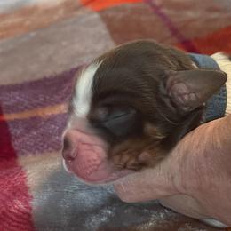 Hollywood - Liver white and tan English Springer Spaniel puppy in Worthington, Indiana from Fidelis Springer Spaniels