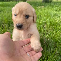 Light Blue Girl - Golden female Golden Retriever puppy in Louisville, Illinois from Hearth & Homestead