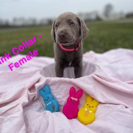 Dilute Retriever Puppies from Virdin’s Silver Labs
