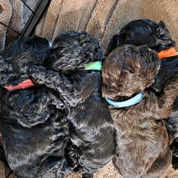 Cocker Spaniel puppies from Carvajal Cockers