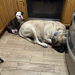 Princess Diana - Bulldog