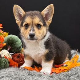 Twix - Black and tan male American Corgi puppy in Missouri from Country Legends Aussies & Corgis