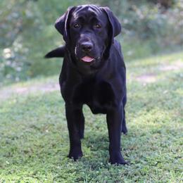 Journey - Black female Labrador Retriever puppy in Williston, Florida from Royal K Labradors