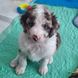 Aurelia - Red merle female Aussiedoodle puppy in Grand Saline, Texas from Aussies Acre