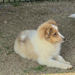 Sable Merle Boy 4 - Sable merle and white male Shetland Sheepdog puppy in Shirley, Arkansas from Lucky Pups