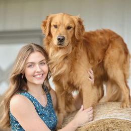 HOLLYWOODD - Golden Retriever
