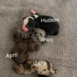 Hudson - Black and white male Aussiedoodle puppy in Campbell, California from Mini AussieDoodle Puppies
