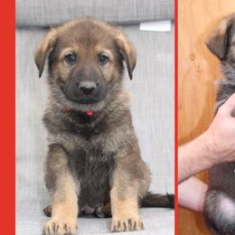 Boy 2 - German Shepherd puppy in Washington from Von Zobel Haus Kennels