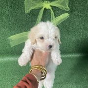 Light - Apricot and white male Cavachon puppy in Kerrville, Texas from Blount pups