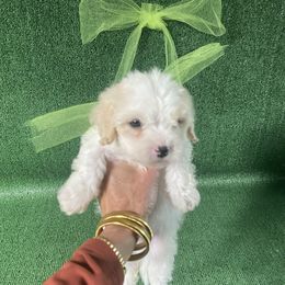 Light - Apricot and white male Cavachon puppy in Kerrville, Texas from Blount pups